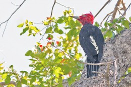 aves - El peligro de las aves exoticas. Ff4a0010