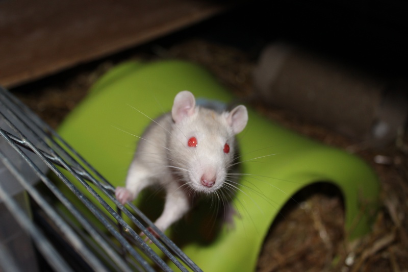 Rats for Adoption Img_5013