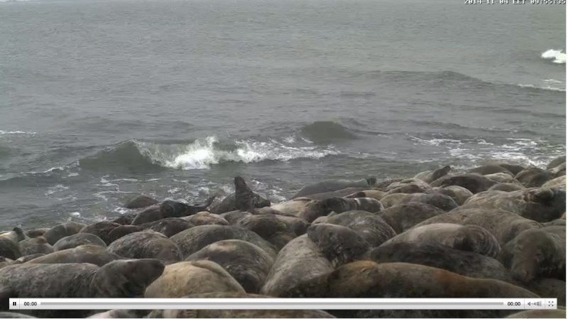Wildtier-Livecams - Seite 3 Robben11