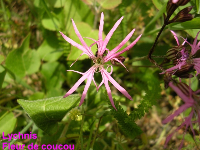 Lychnis flos-cuculi - silène fleur de coucou Lychni10