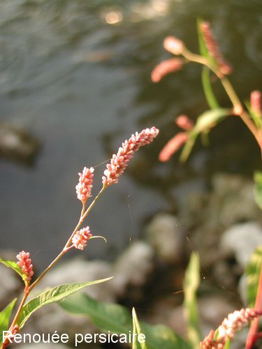 Persicaria maculosa (= Polygonum persicaria) - renouée persicaire Renoua10