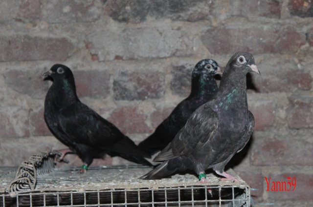 Mes pigeons 22_09_14