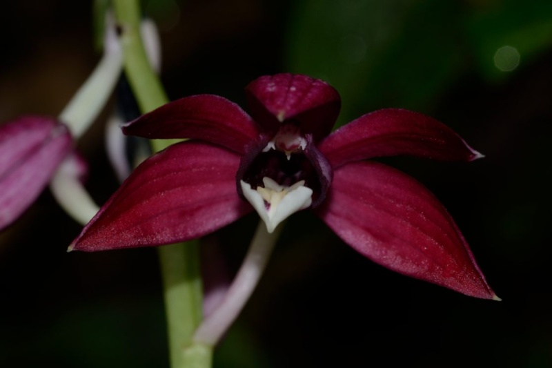 Phaius pulchellus Phaius10