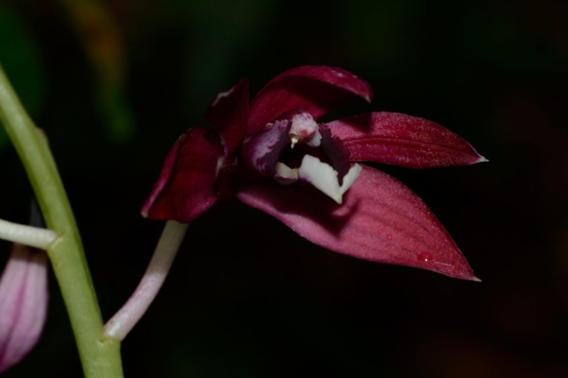 Phaius pulchellus Phaius11