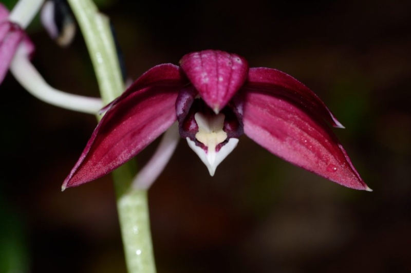 Phaius pulchellus Phaius12