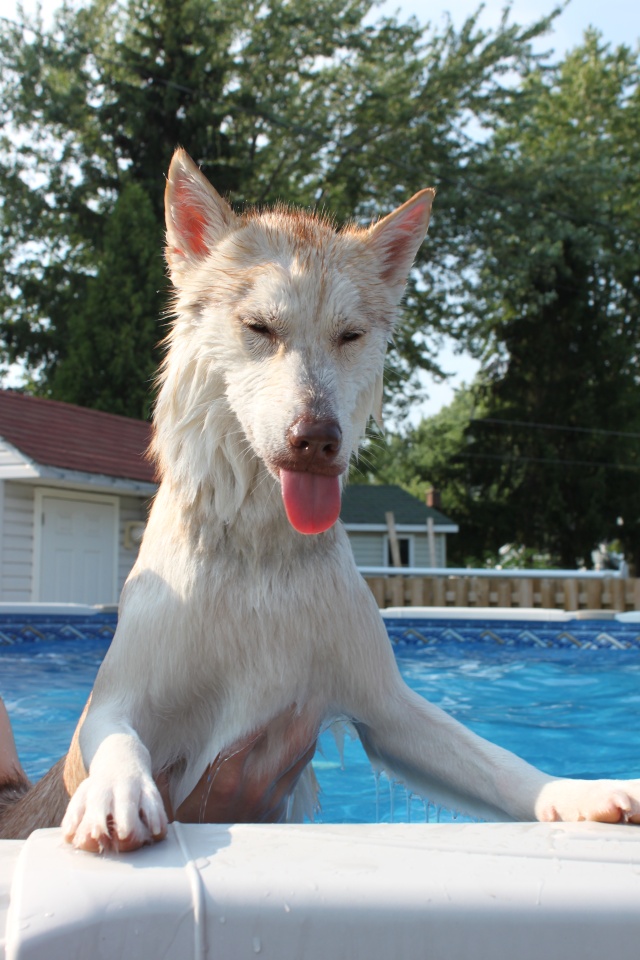 Potential new husky owner - need info/advise Img_3511