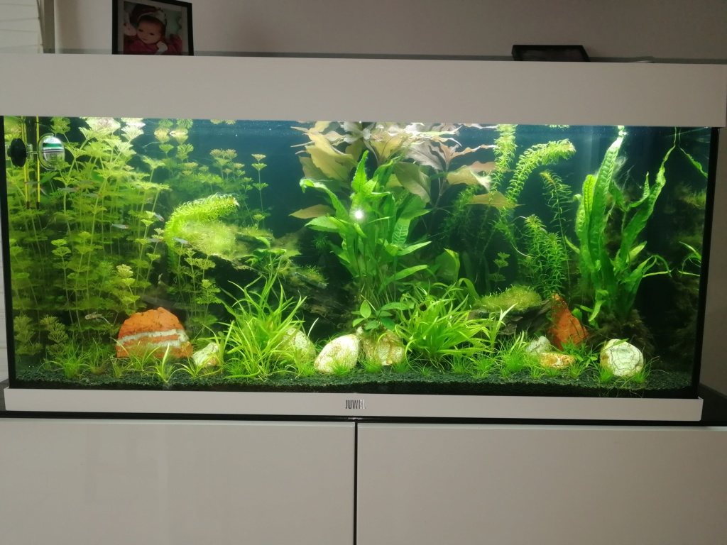 Nouvel aquarium et déjà quelques soucis Img_2031