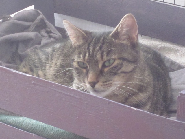Jules, chat tigré aux yeux verts, né en 2011 Img_1612