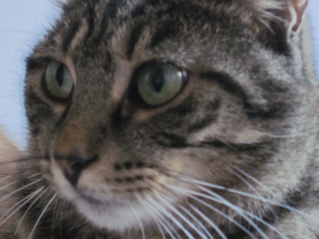 Jules, chat tigré aux yeux verts, né en 2011 Img_1811
