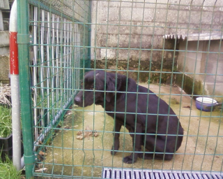 Fah Ra labrador noire 2 ans en fourrière (GALIA 85) Fah_ra10