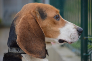 ROXY jeune mâle beagle 10 mois (ASSO GALIA 85) Roxy210