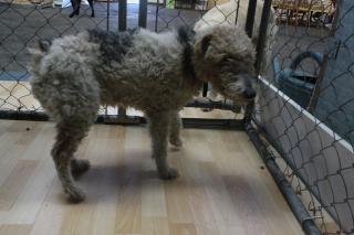 URKANE type fox terrier 10 ans (Association GALIA 85) Urkane11