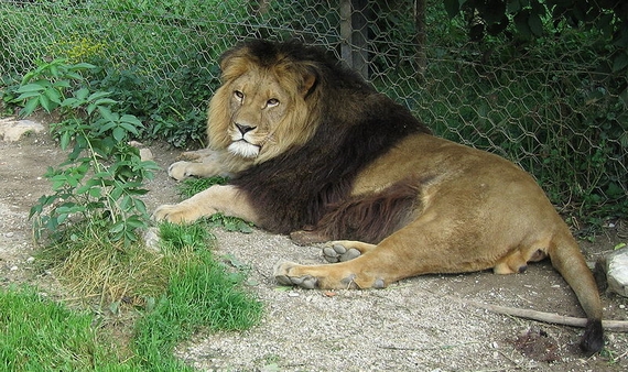 [Zoologie - Insolite] Un zoo chinois ferme après avoir présenté comme un lion un dogue tibétain (aout 2013) Le_lio11