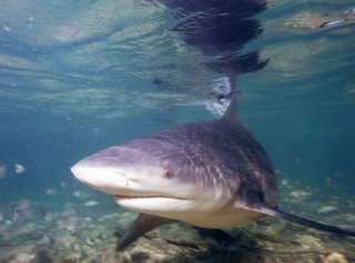 [Biodiversité - Requins] Les requins bouledogues sont-ils dérangeants ?  Le_req10