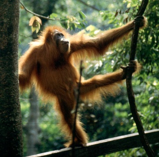 [Zoologie - Primates] Les orangs-outans des globes trotters prévoyants Les_or10