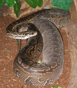[Zoologie - Reptile] Un python tue deux enfants canadiens (Campbellton - Canada) Un_pyt10