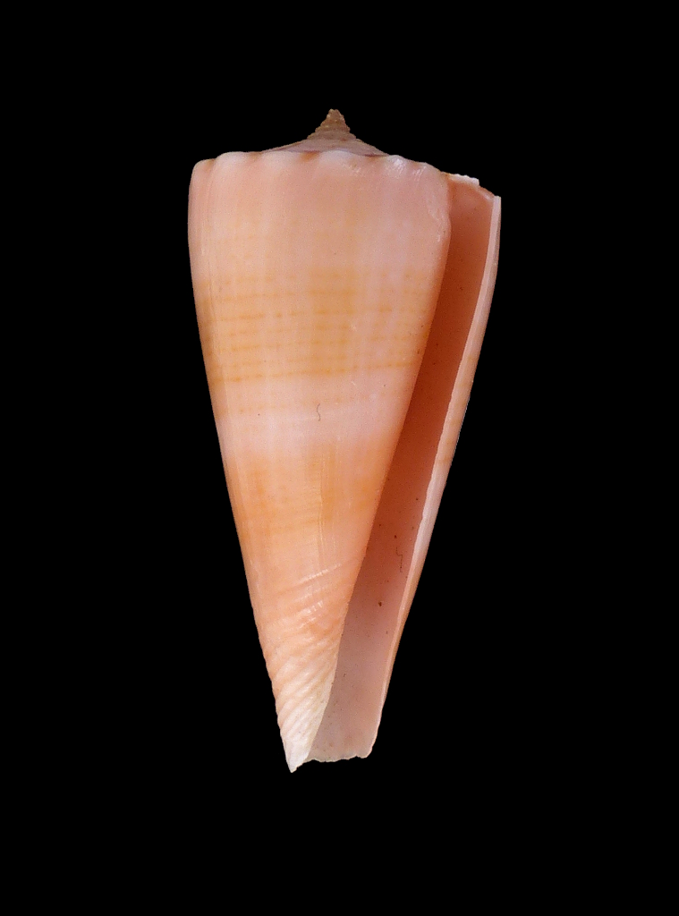 Conus (Splinoconus) roseorapum Raybaudi & da Motta, 1990 Rosea10