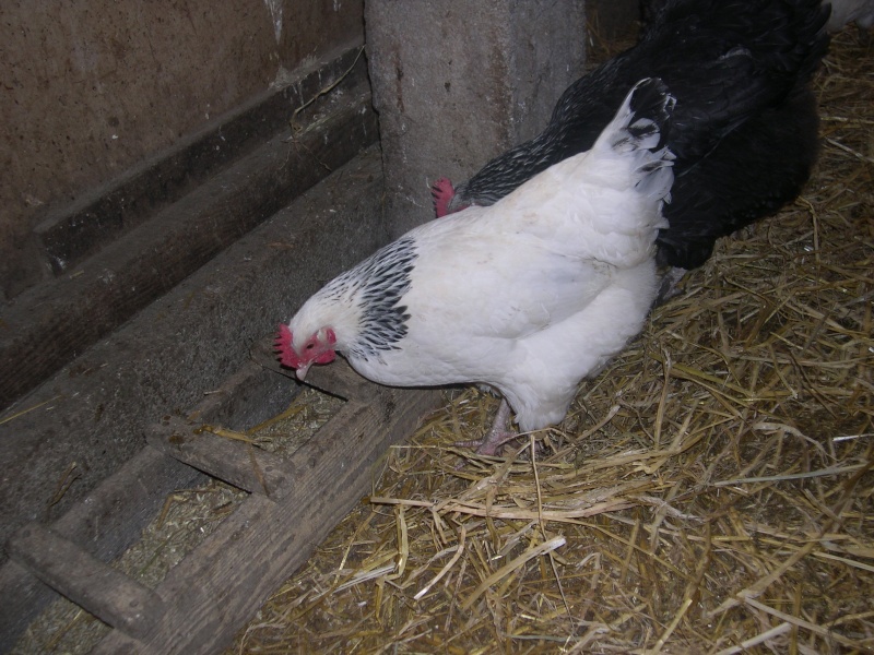 poule sussex herminé Dscn4123