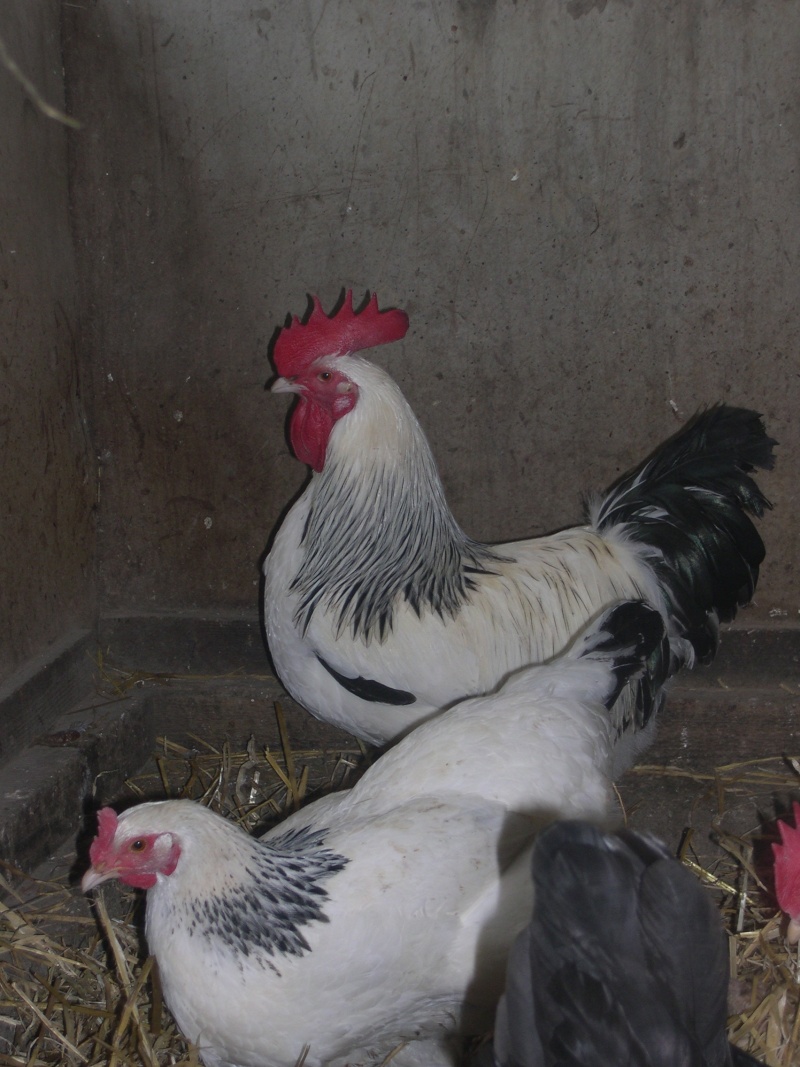 quelques photos de poules bourbonnaises tirées de mon site Dscn4230