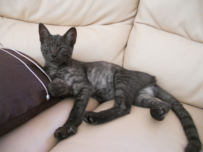 PERDU jeune chat noir/gris et blanc à Tournefeuille Dscn4610