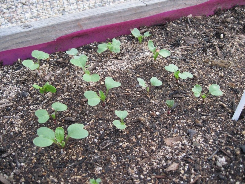 Monthly Avatar Theme April 2013: Seedlings! Radish10