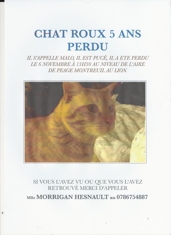 PERDU MALO Chat_m10