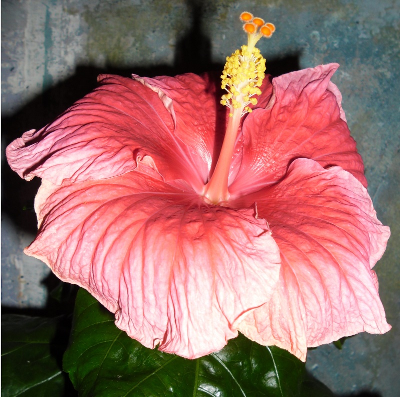 Hibiscus - alle Arten, Zuchtformen ... Erfahrungsberichte, Aussaat und selbstverständlich Bilder :) - Seite 3 Hawaii10