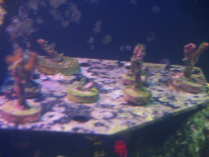 fish - down sizing tanks, corals, fish and more P3160015