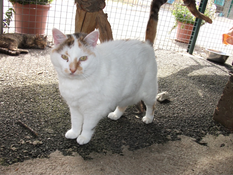 HINE Europeenne creme et blanche FJD 881 Chats196