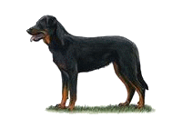 Beauceron