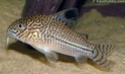 Corydoras julii / Julii Cory Downlo11