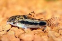 habrosus corydoras/Salt and pepper cory  Images17