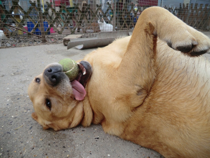 DICK - labrador 5 ans - Refuge de Filemon (80) Cimg6642