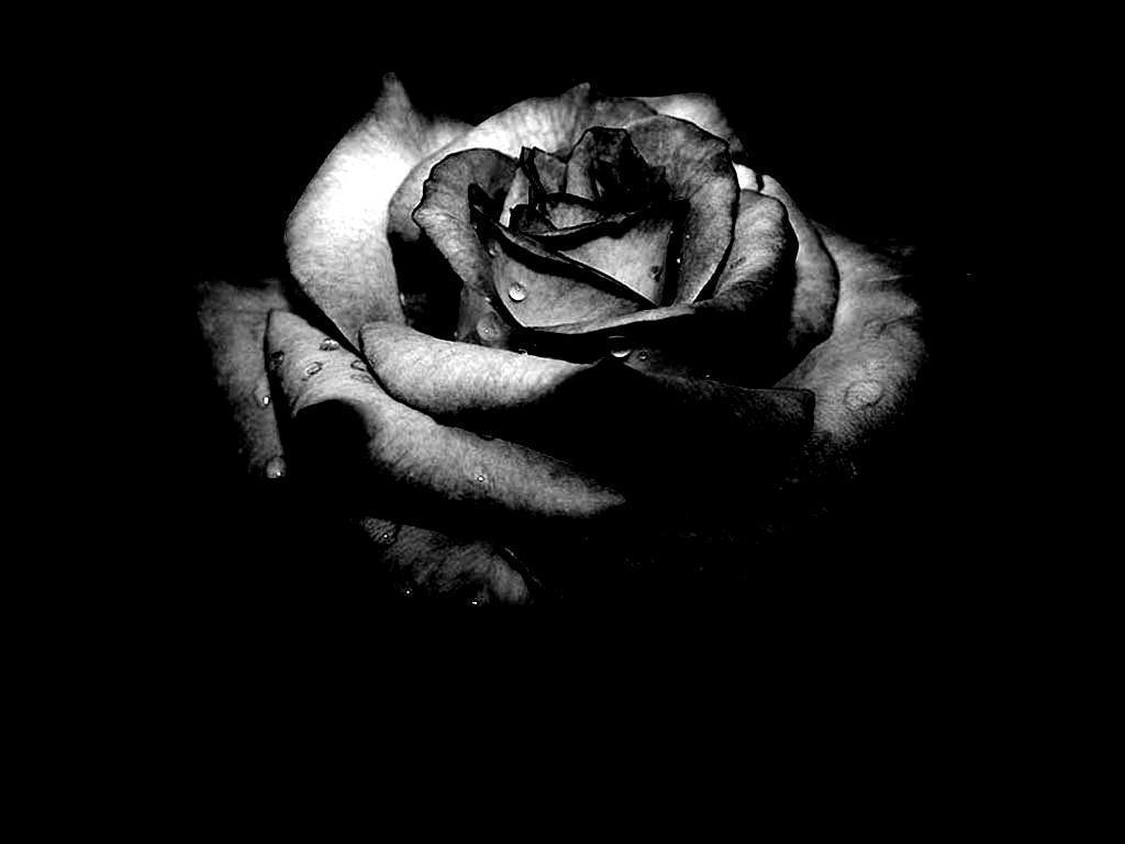 حقيقة الوردة السوداء Rose-b11