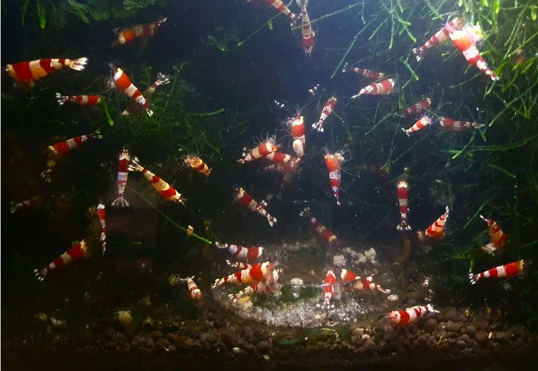 mes caridina 27314711