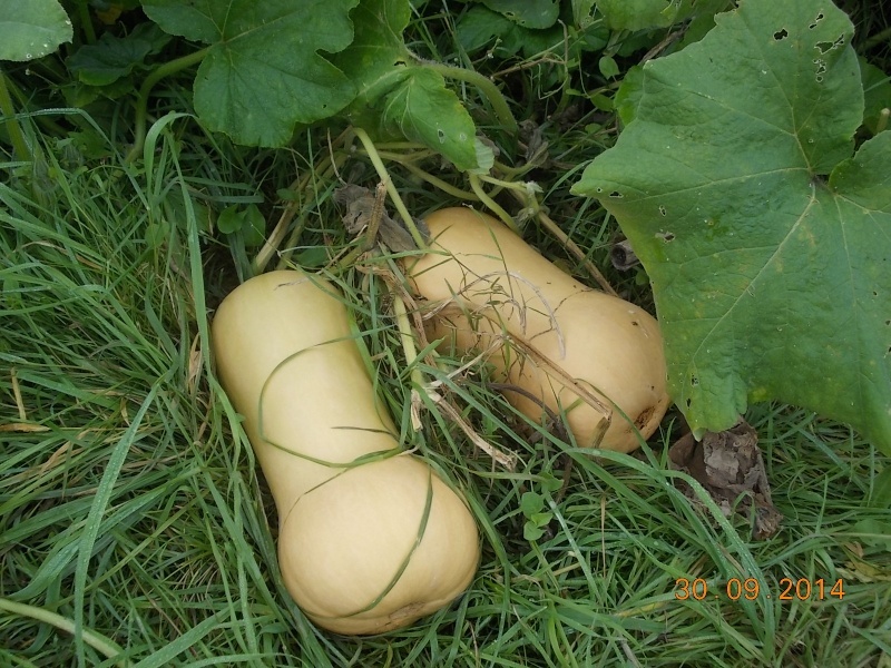 La Butternut Dscn3110