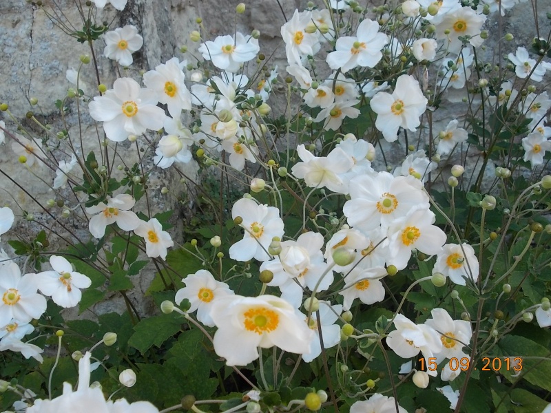 anemones du japon  - Page 2 Dscn5218