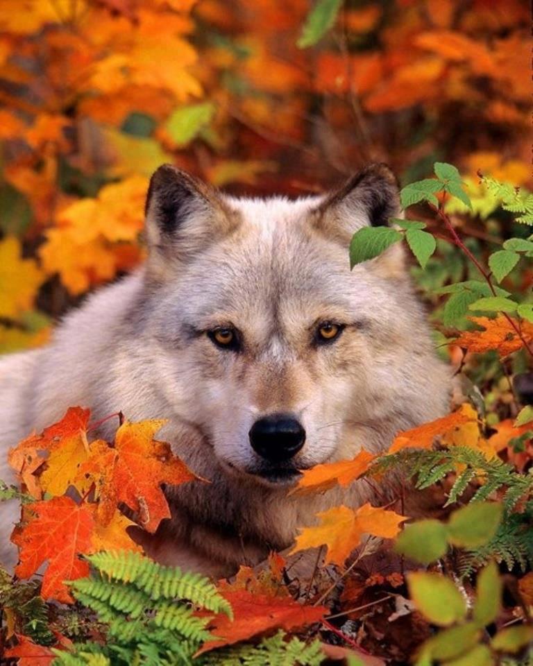 LOUPS : les plus belles photos (niveau visiteur) Tumblr10