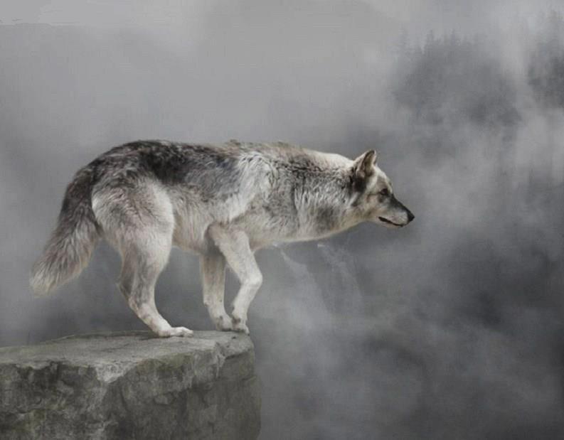 LOUPS : les plus belles photos (niveau visiteur) Tumblr11