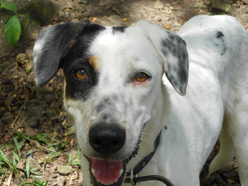 Adoption de Hélice (RSP Martinique) Helice10