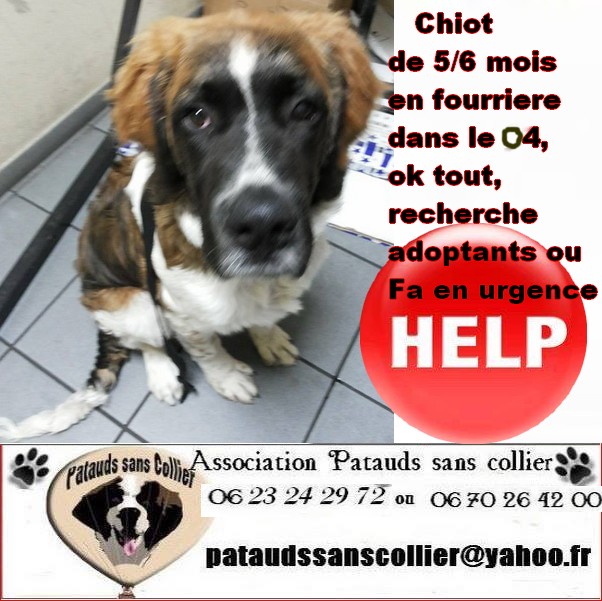 Chiot St Bernard DEPT 04 Chiot10