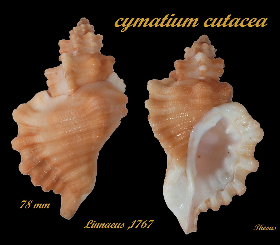 Cymatiidae Cabestana cutacea (Linnaeus, 1767) Cym_cu12