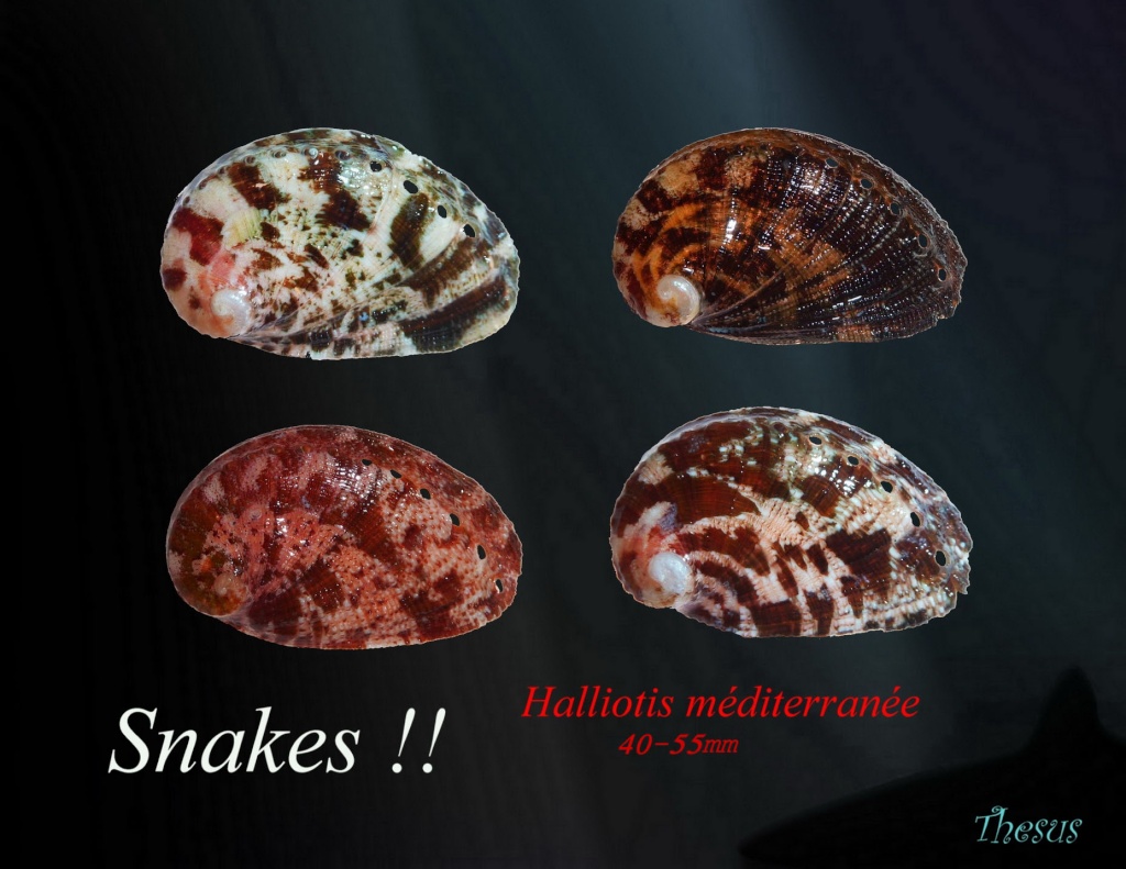 Haliotis tuberculata lamellosa - Lamarck, 1822 - Page 2 Snakes10