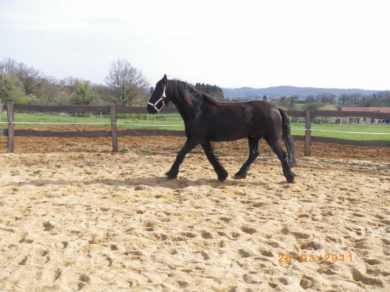 Equitation - Page 2 Imgp0313