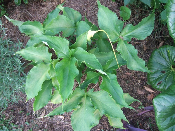Persicaria orientalis, Pinellia tripartita, Verbesina virginica, Persicaria capitata [devinette] - Page 2 Dscf0610