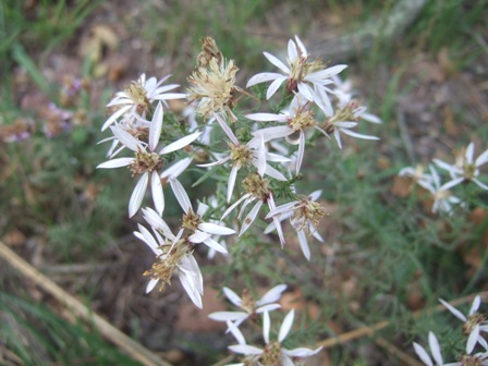 Galatella sedifolia (= Aster sedifolius) - aster à feuilles d'orpin Dscf4221