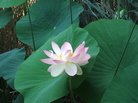 Nelumbo nucifera et horticoles - lotus sacré - Page 2 Dscf6418