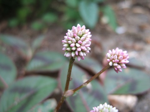 Persicaria orientalis, Pinellia tripartita, Verbesina virginica, Persicaria capitata [devinette] Dscf6511