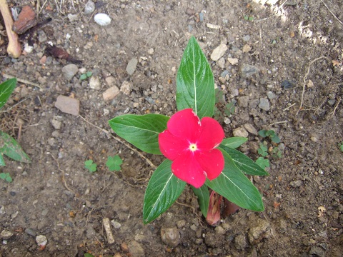semis de Catharanthus roseus - pervenche de Madagascar Dscf6515