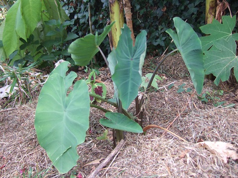 Colocasia esculenta - taro Dscf6516